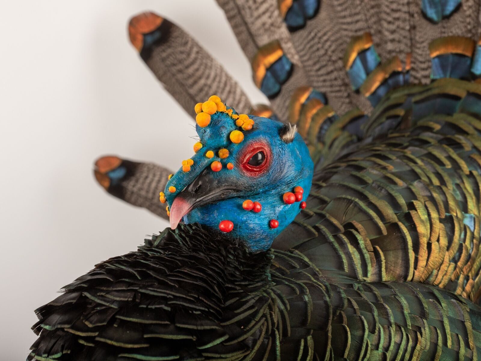 Brand New Oscellated Turkey taxidermy mount Detachable Tail
