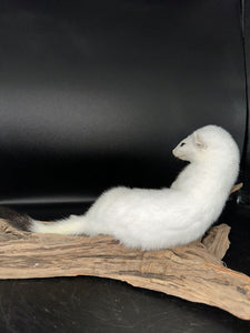 Beautiful Adorable Weasel Ermine Small Animal Taxidermy Mount Art Wildlife 19W