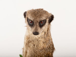 Rare Meerkat / Suricate Real Taxidermy Mount