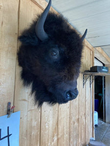 Real Buffalo / Bison Head Taxidermy Mount New Neck Mount (you Get One Pictured)