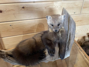 Pine Marten Alaskan Life Size Taxidermy Mount