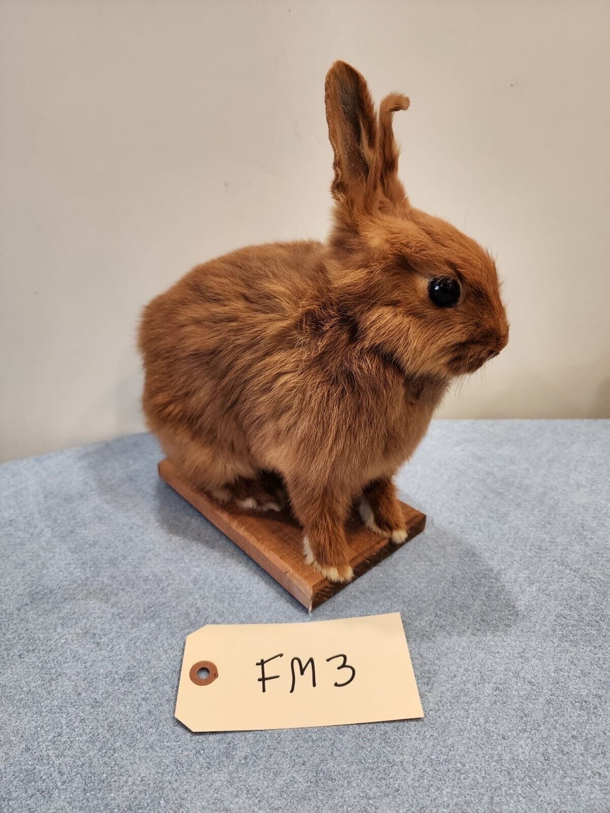 Taxidermy, CUTE, SOFT, Bunny Rabbit, Easter Bunny Log Cabin Lodge