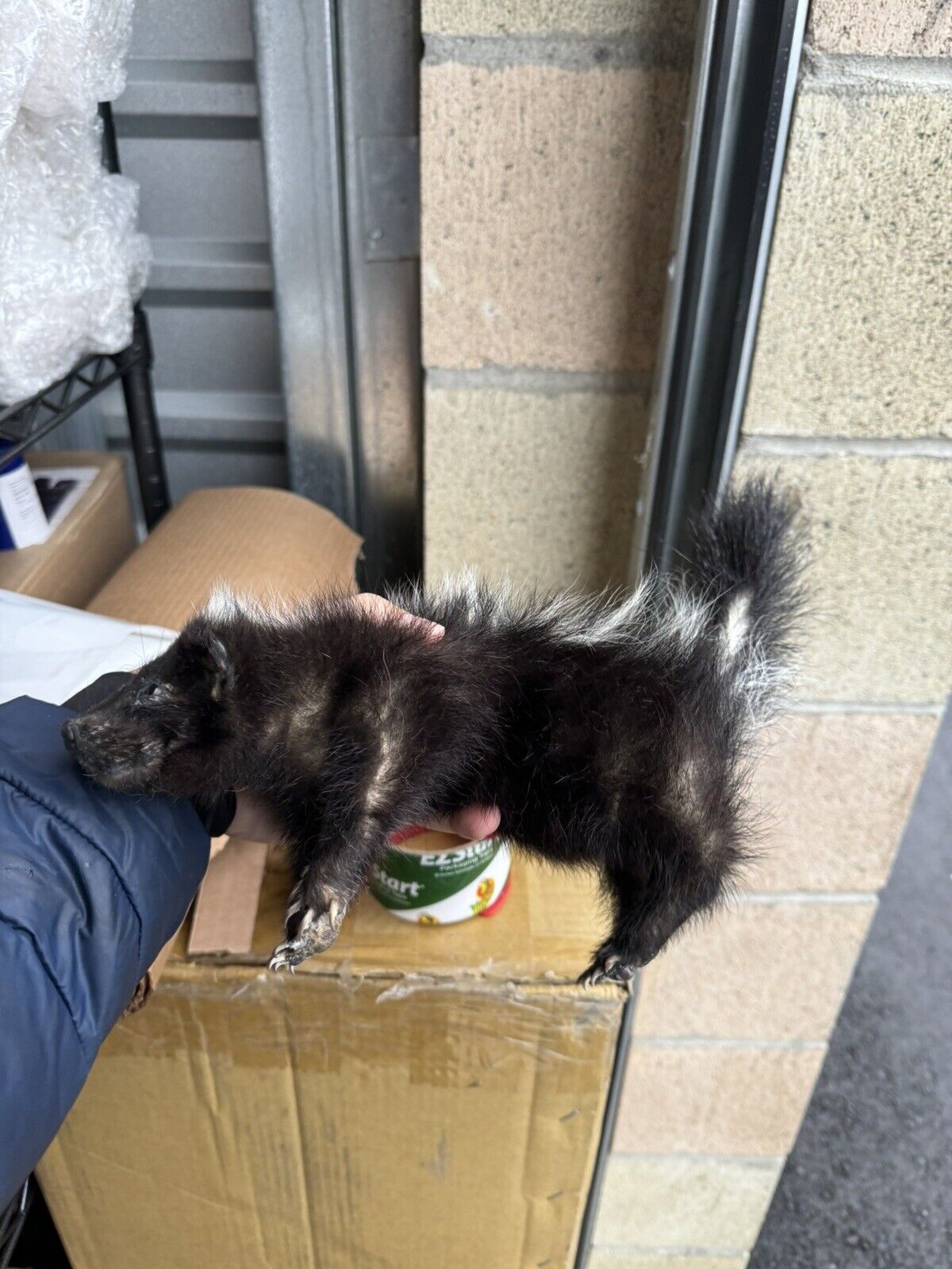 skunk baby taxidermy mount