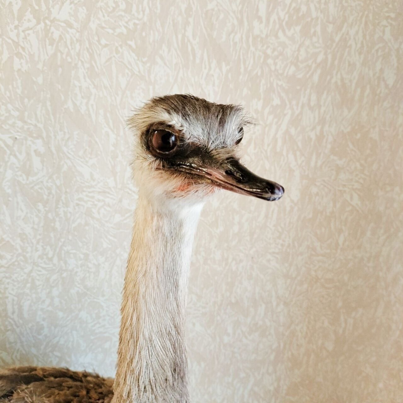 Museum Quality Rhea Ostrich Taxidermy Mount