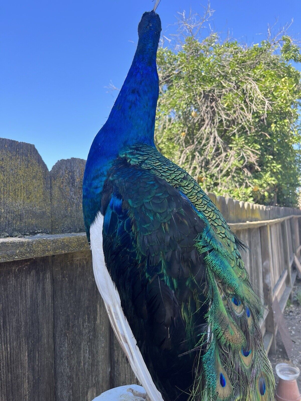 Black Shoulder PEACOCK Taxidermy Mount museum quality