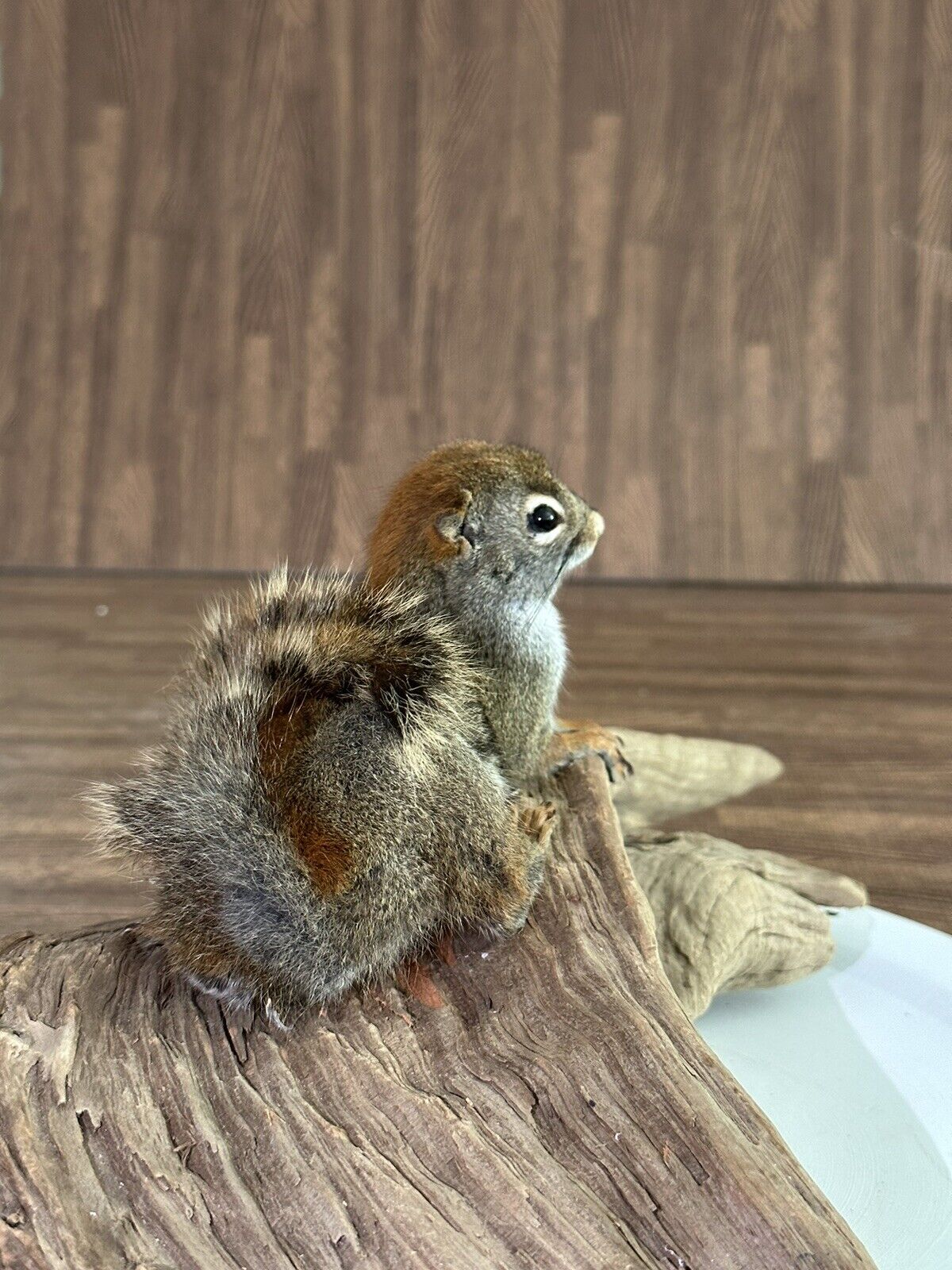 Beautiful Adorable Red Squirrel Small Animal Taxidermy Mount Art Wildlife 19S