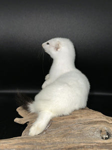 Beautiful Adorable Weasel Ermine Small Animal Taxidermy Mount Art Wildlife 22W