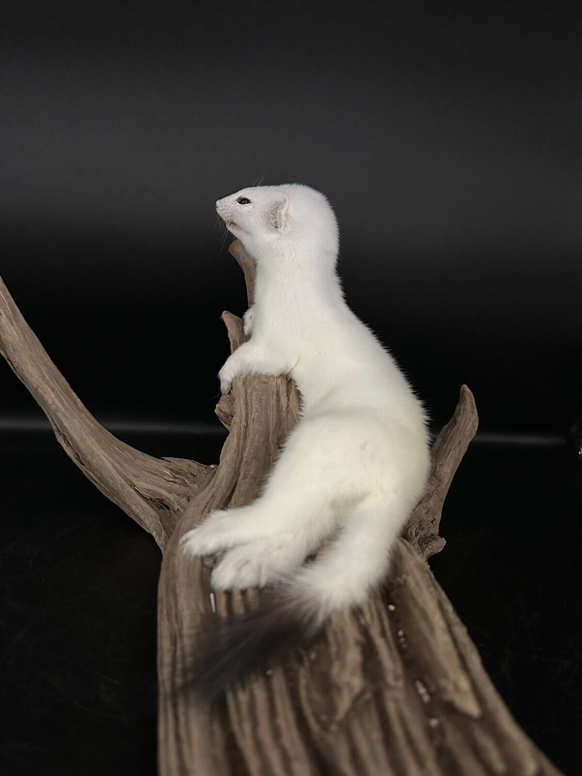 Beautiful Adorable Weasel Ermine Small Animal Taxidermy Mount Art Wildlife 14W