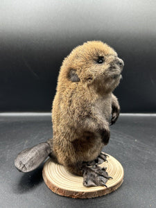 Beautiful Adorable Baby Beaver Kit Taxidermy Mount Art Wildlife 11B