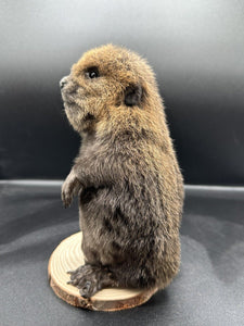 Beautiful Adorable Baby Beaver Kit Taxidermy Mount Art Wildlife 13B