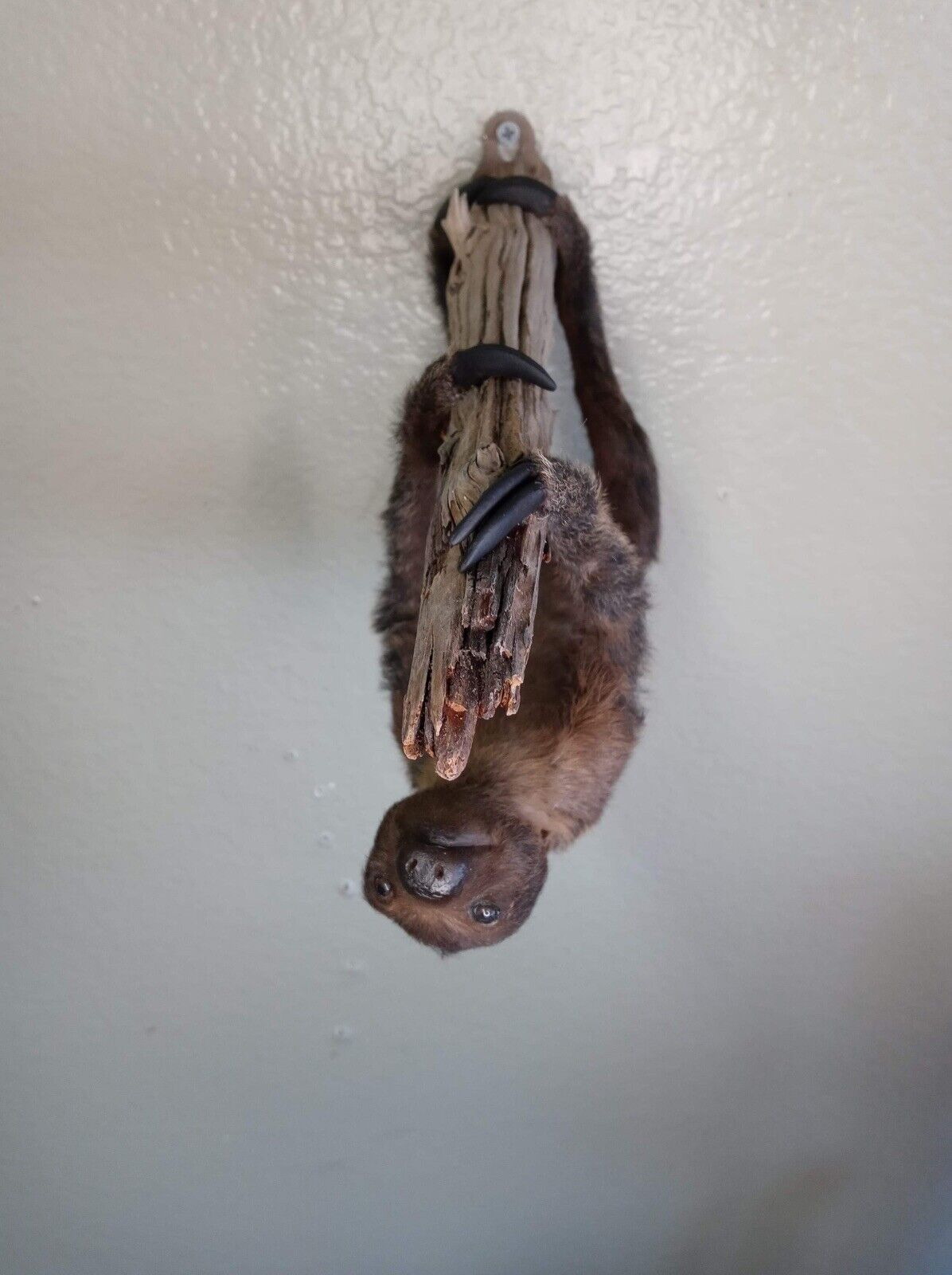 Baby Sloth Taxidermy Table Mount Full Body