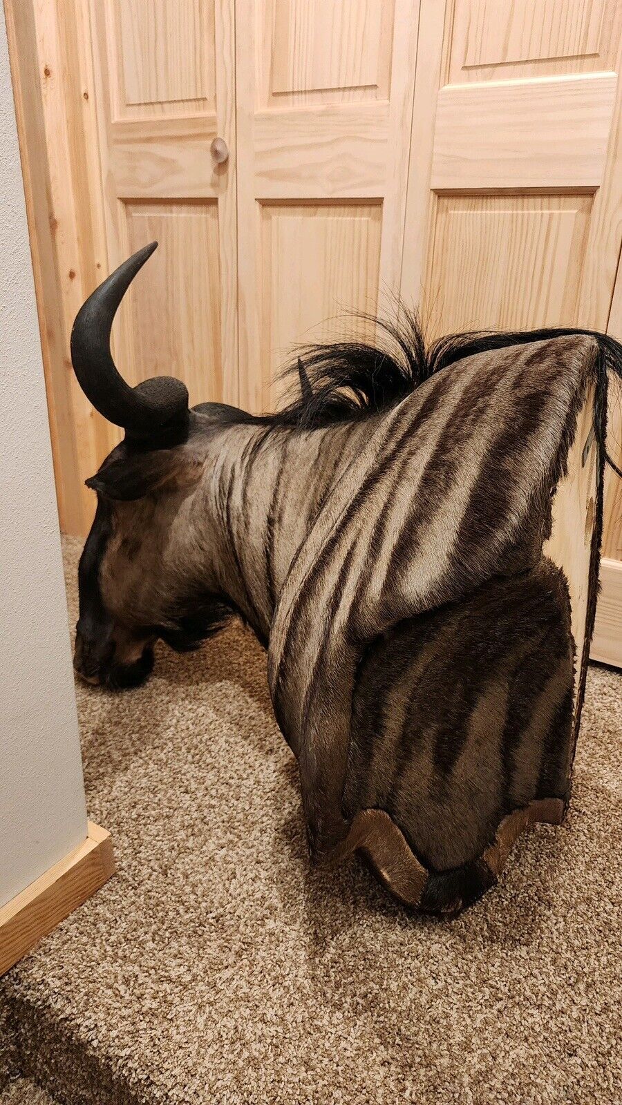 African Blue Wildebeest Wall Pedestal Taxidermy Mount