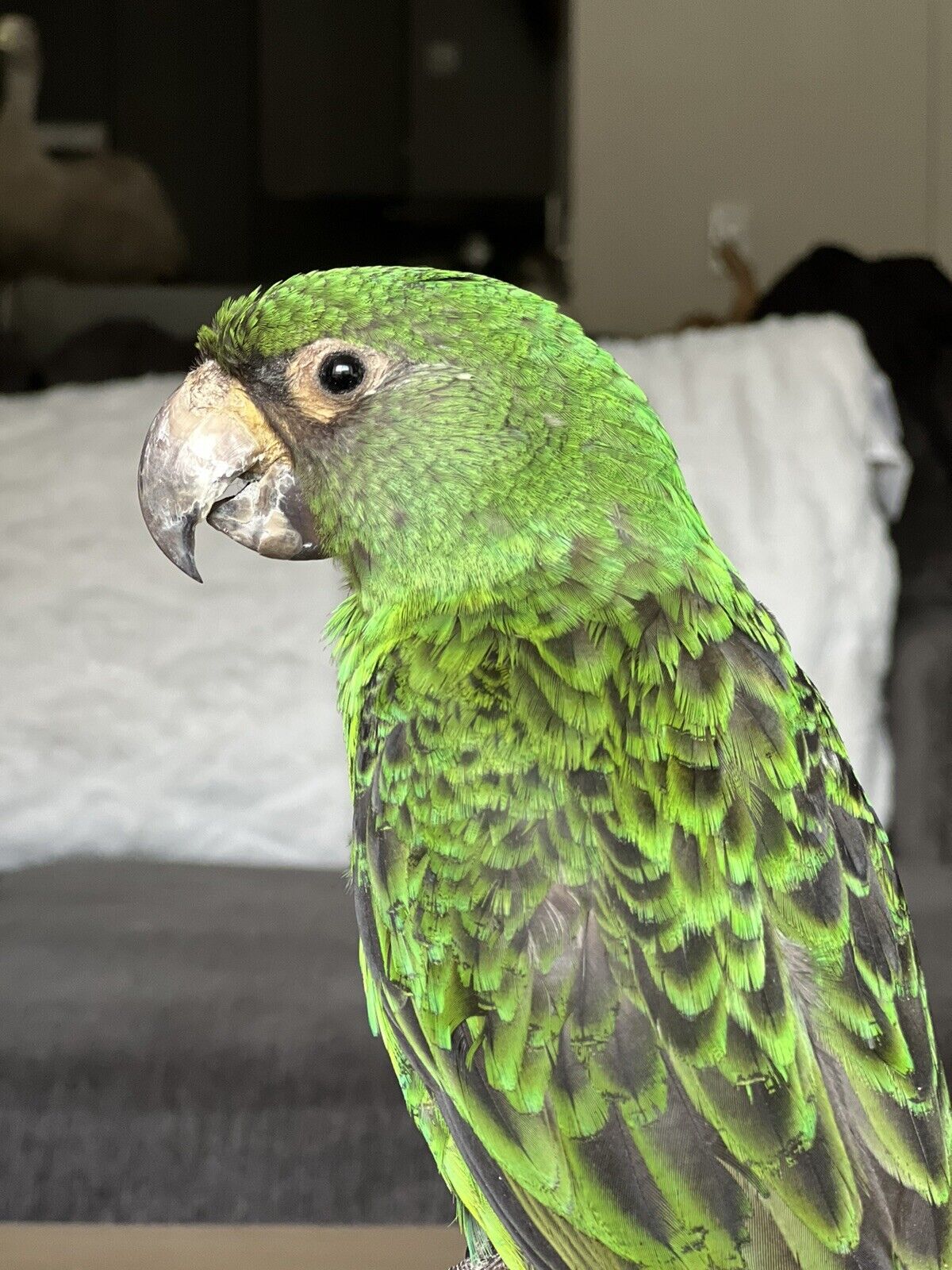 Fhcm88 - Red fronted parrot Taxidermy Mount Beautiful Colors