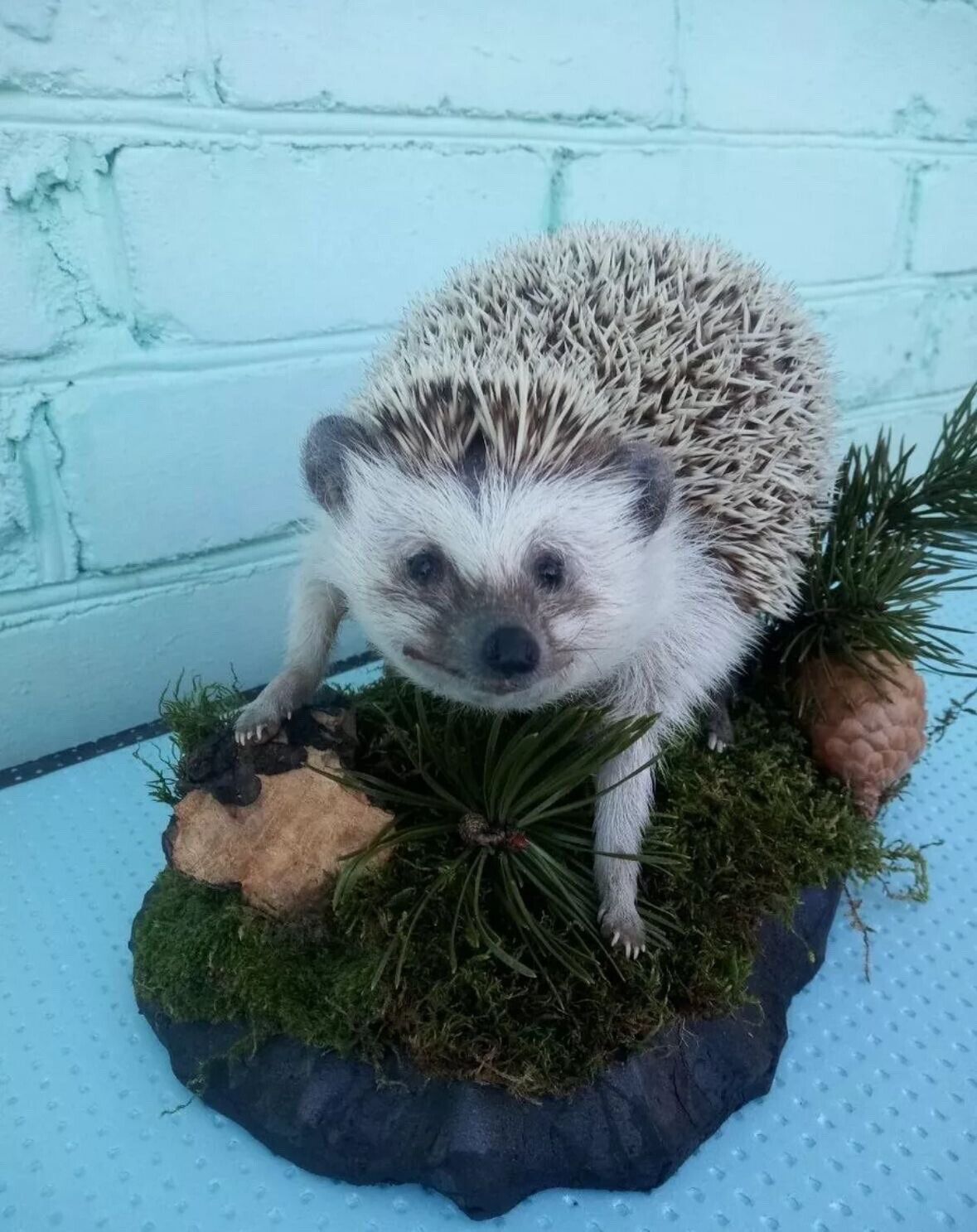 Large Hedgehog Taxidermy Mount