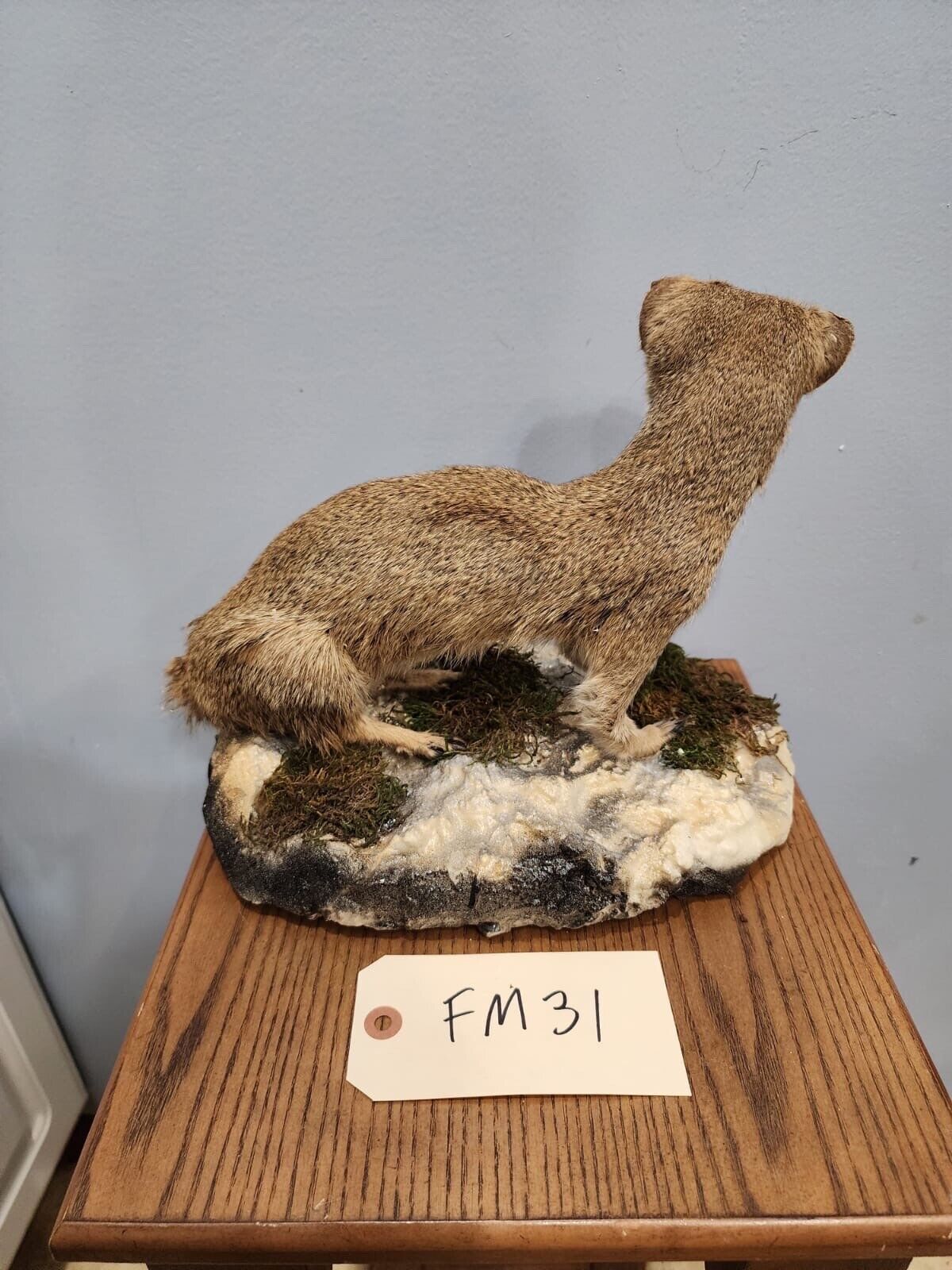 Rare Meerkat / Suricate Real Taxidermy Mount