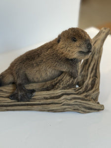 Beautiful Adorable Baby Beaver Kit Taxidermy Mount Art Wildlife #2