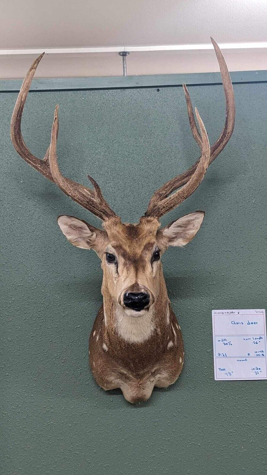 Axis Deer Real Antler Deer Taxidermy Mount