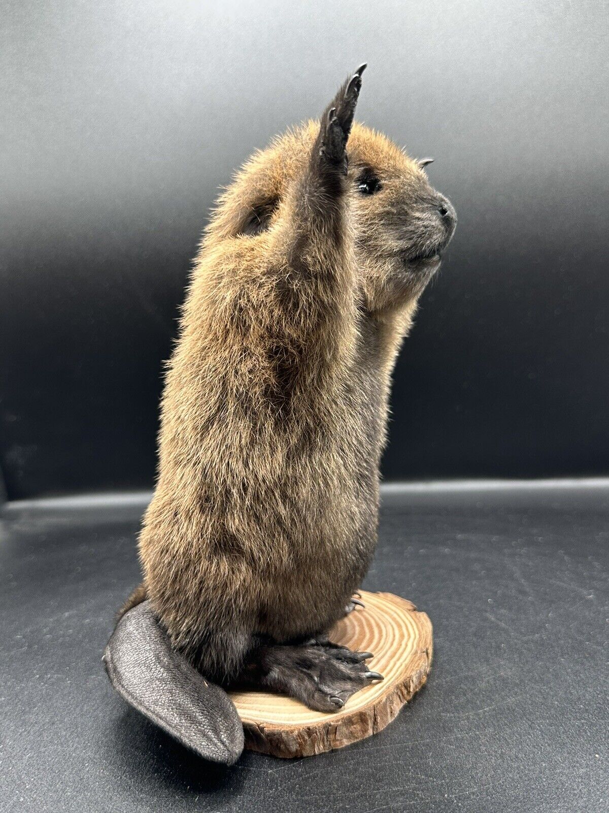 Beautiful Adorable Baby Beaver Kit Taxidermy Mount Art Wildlife 15B