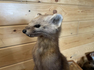 Pine Marten Alaskan Life Size Taxidermy Mount