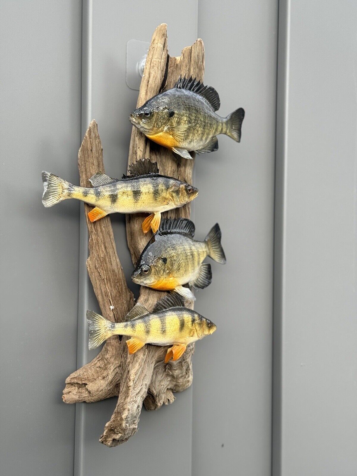 Real Skin Beautiful Sunfish Fish Taxidermy Wall Mount