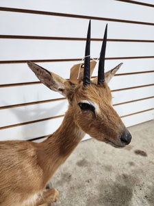 oribi, (Ourebia ourebi) Deer Fawn Taxidermy Mount