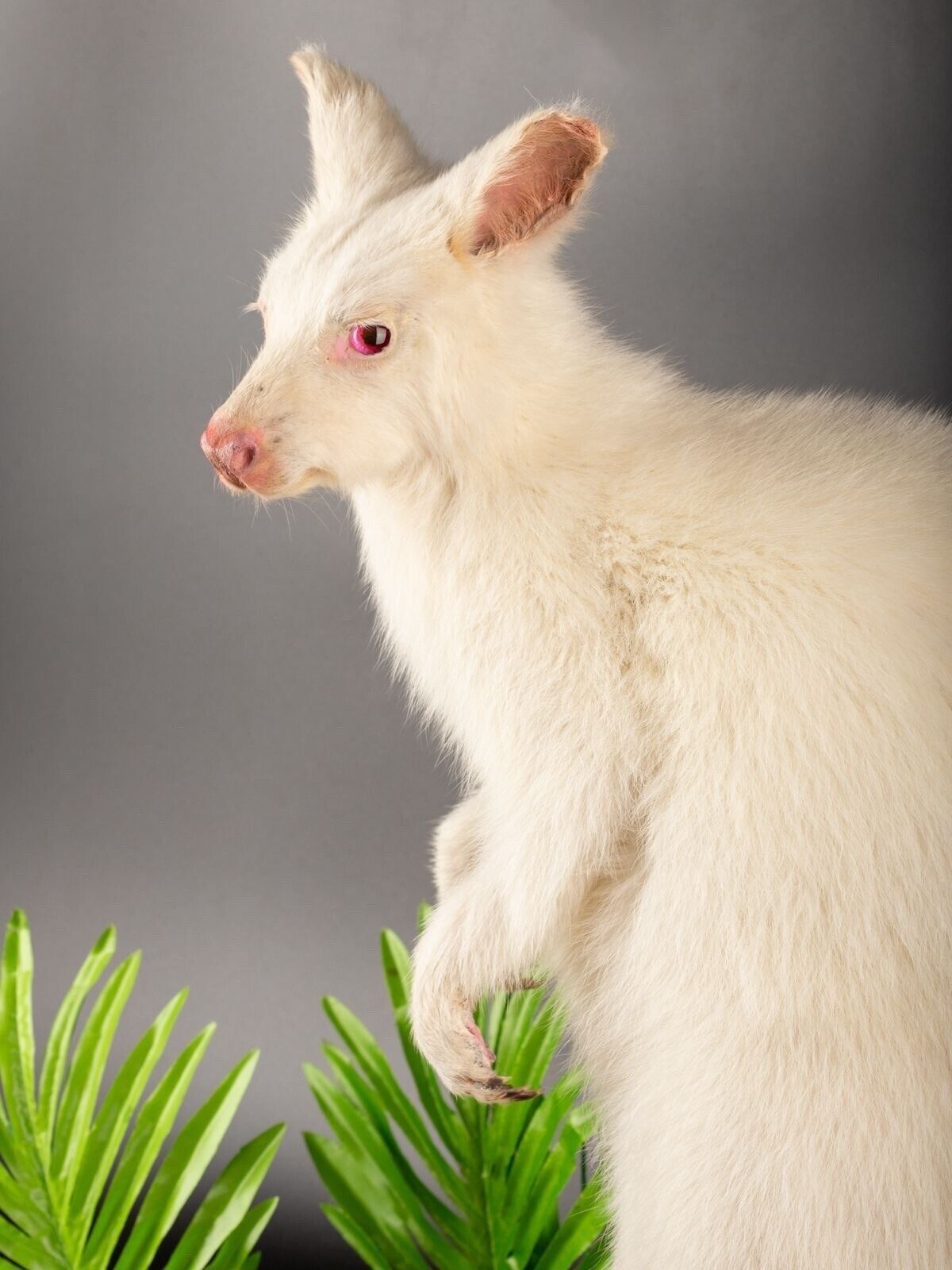 White wallaby Kangaroo Taxidermy Mount