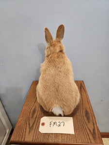 Taxidermy, CUTE, SOFT, Bunny Rabbit, Easter Bunny Log Cabin Lodge