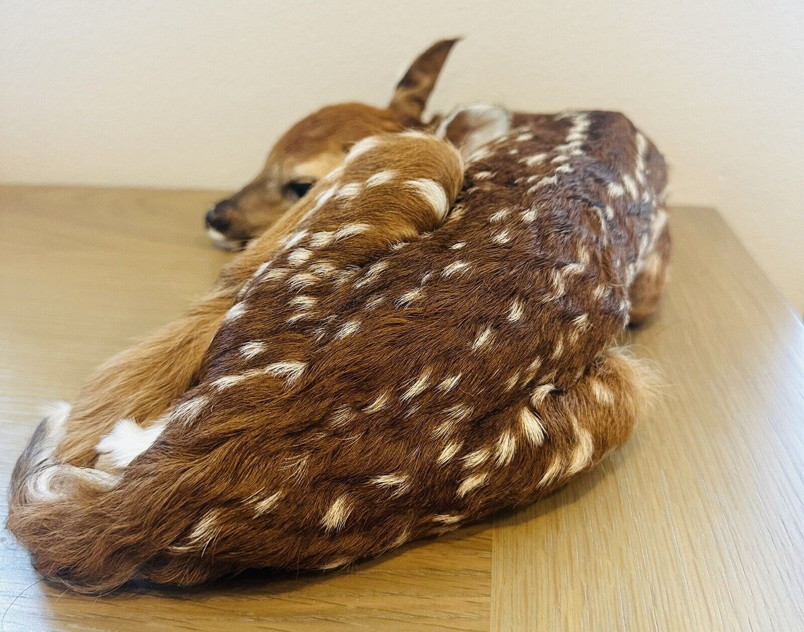 Museum Quality Real Deer Fawn Taxidermy Mount