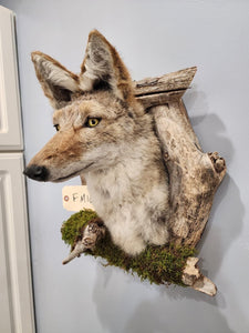 New Coyote Den Taxidermy Mount