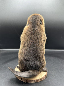 Beautiful Adorable Baby Beaver Kit Taxidermy Mount Art Wildlife 14B