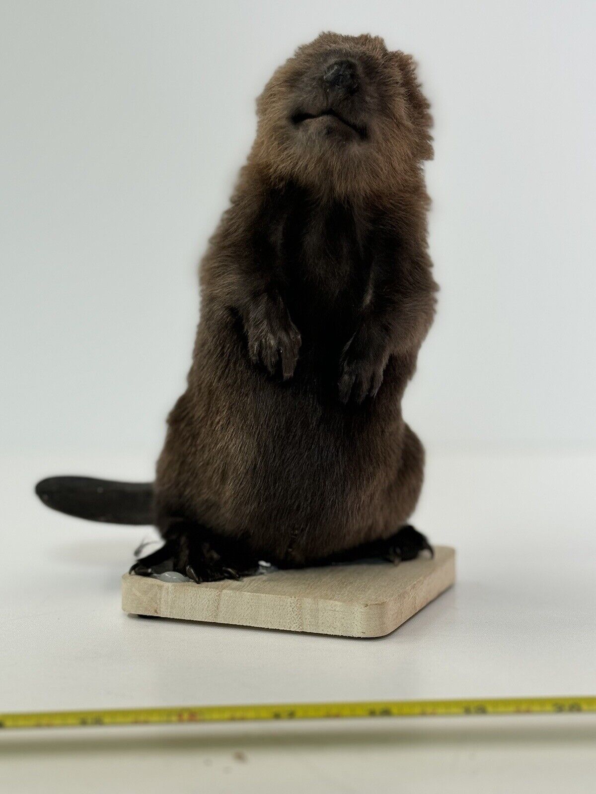 Beautiful Adorable Baby Beaver Kit Taxidermy Mount Art Wildlife #6