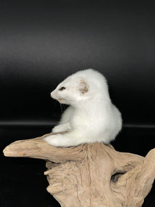 Beautiful Adorable Weasel Ermine Small Animal Taxidermy Mount Art Wildlife 21W