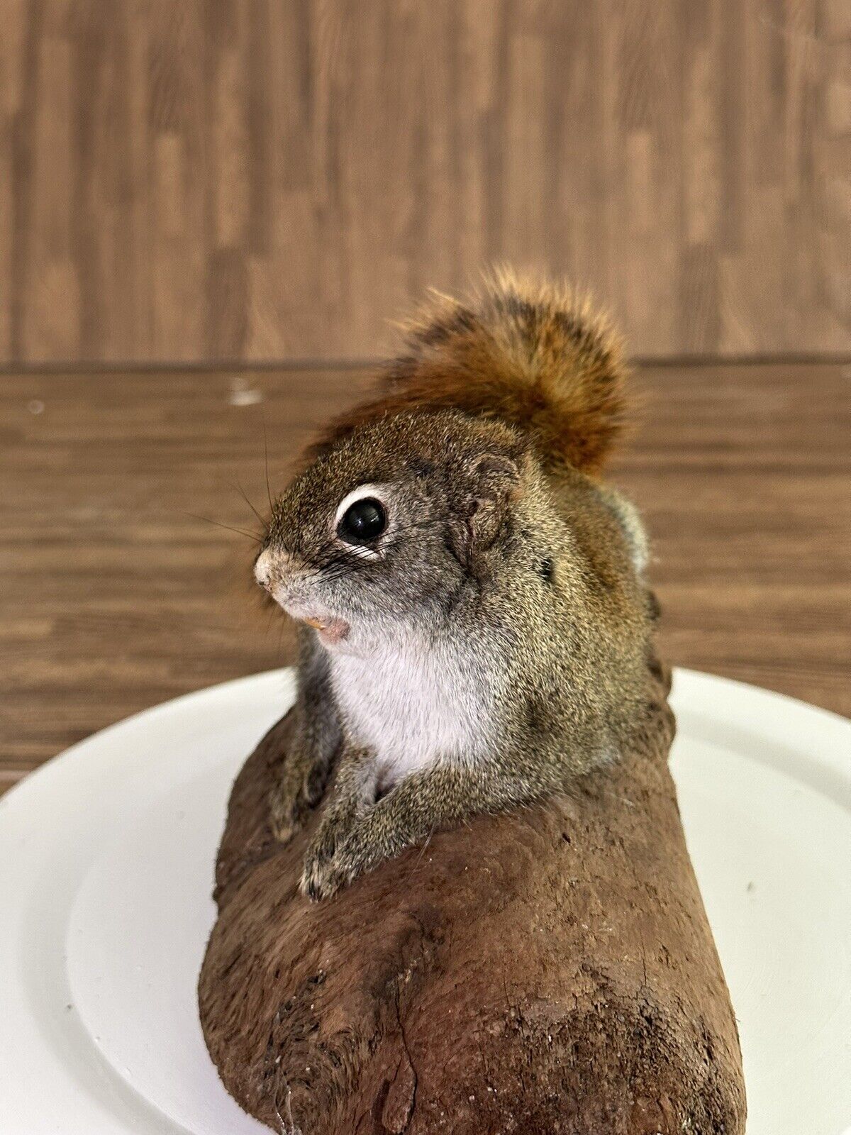 Beautiful Adorable Red Squirrel Small Animal Taxidermy Mount Art Wildlife 18S