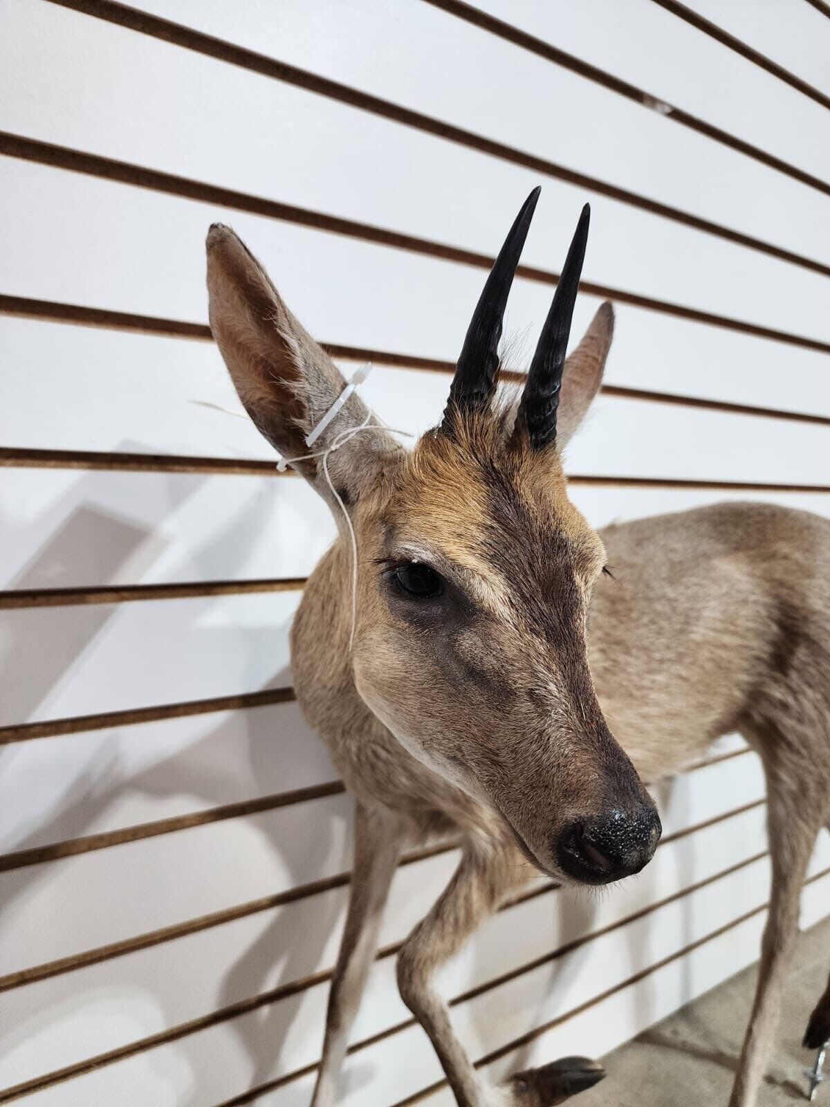 Steinbok Deer Fawn Taxidermy Mount