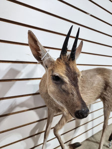 Steinbok Deer Fawn Taxidermy Mount