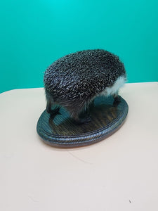 Large Hedgehog Taxidermy Mount