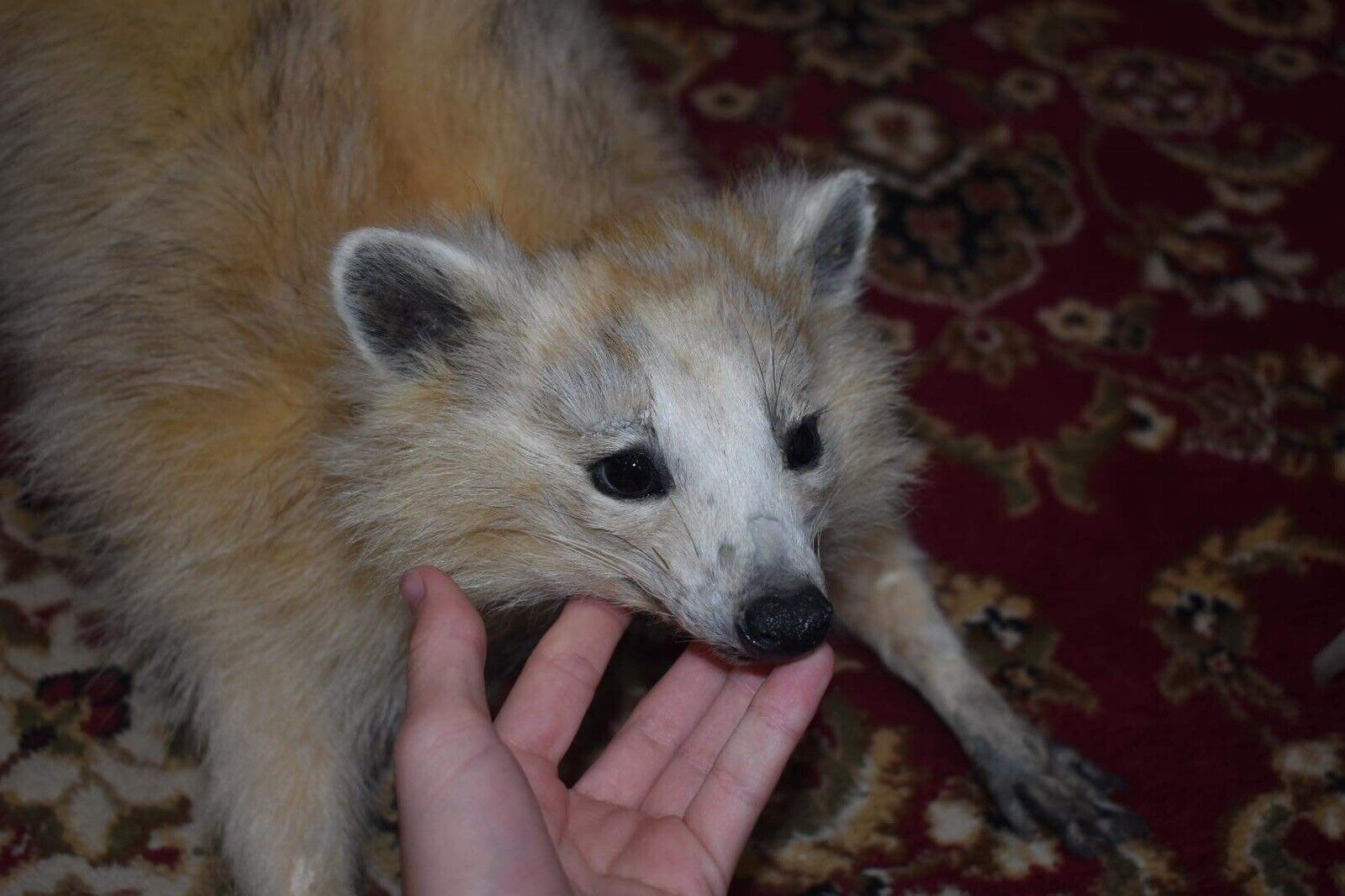 Soft Mount White Raccoon Taxidermy Mount