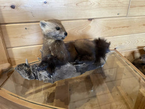 Pine Marten Alaskan Life Size Taxidermy Mount