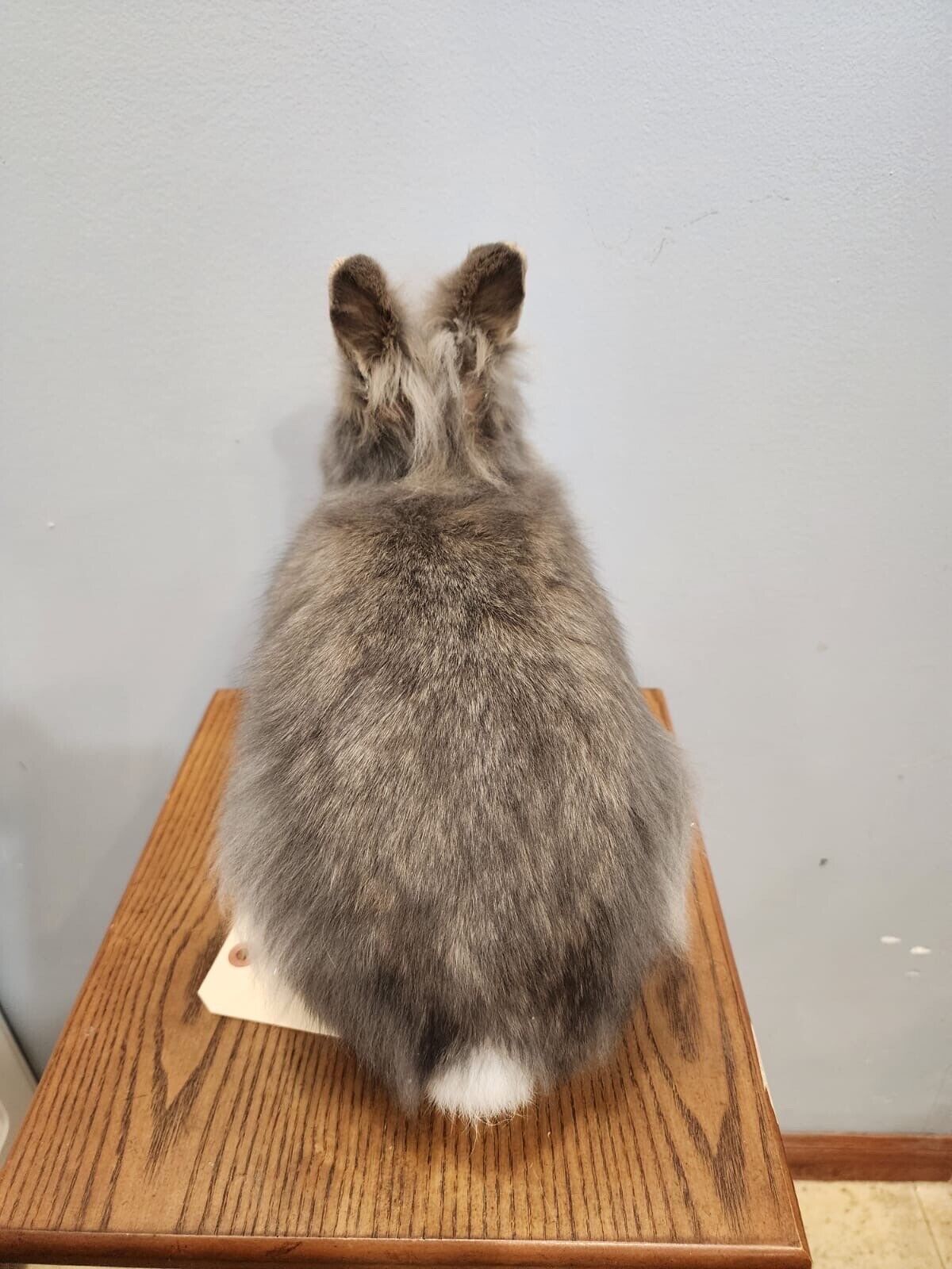 Taxidermy, CUTE, SOFT, Bunny Rabbit, Easter Bunny Log Cabin Lodge