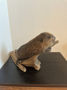 Museum Quality Beautiful Adorable Baby Beaver Kit Taxidermy Mount Art Wildlife