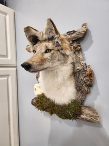 New Coyote Den Taxidermy Mount