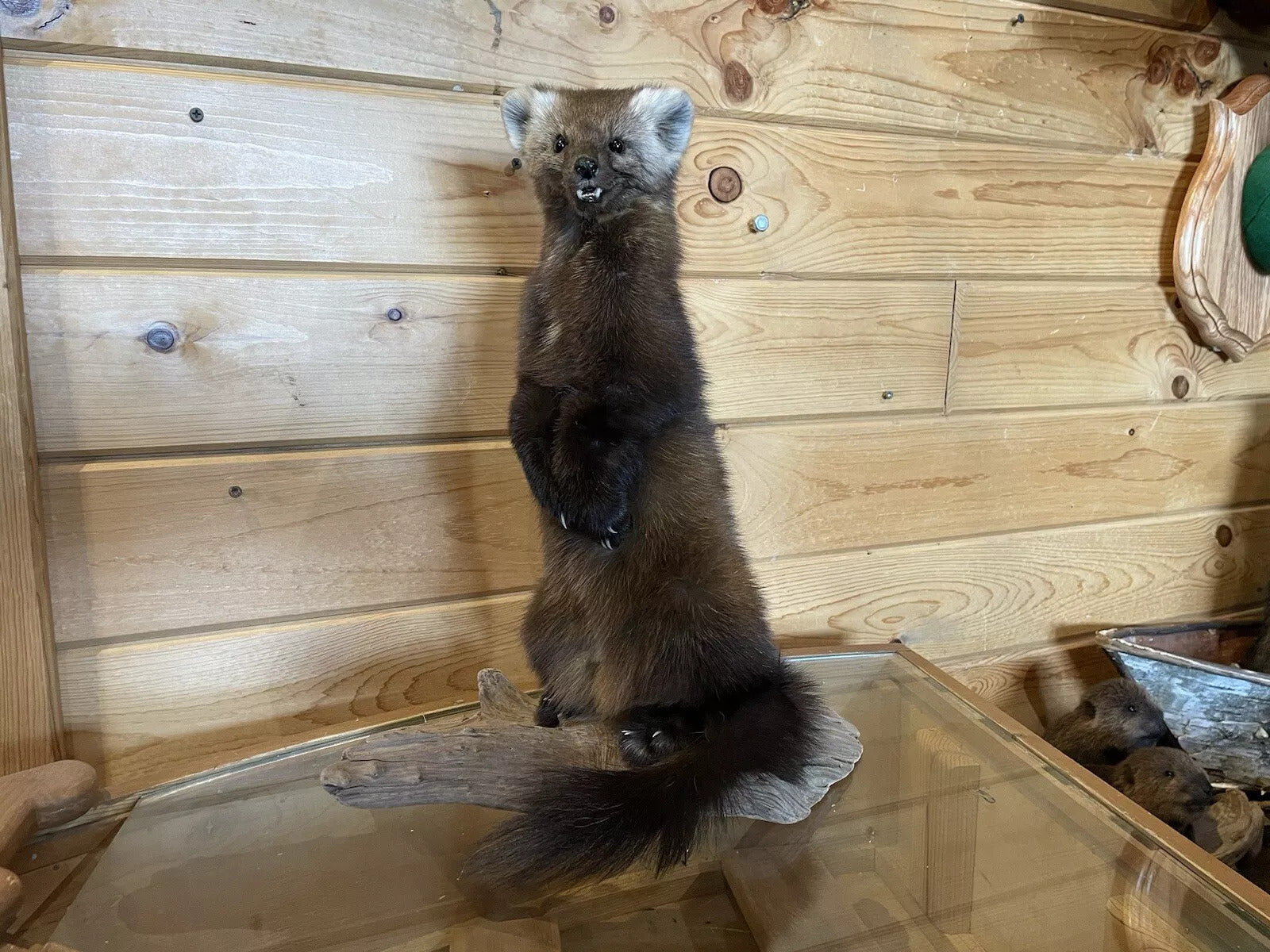 Pine Marten Alaskan Life Size Taxidermy Mount