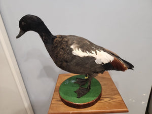 Beautiful Paradise shelduck Bird Taxidermy Mount