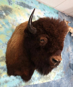 Real Buffalo / Bison Shoulder Taxidermy Mount New