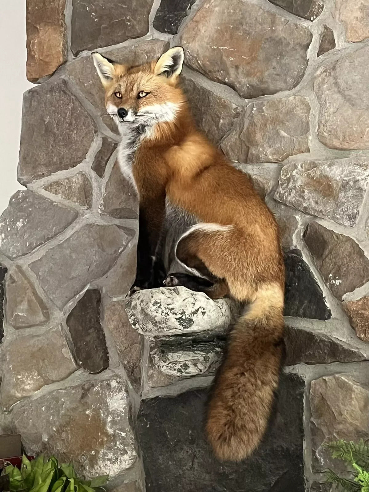 Red Fox Taxidermy Full Body Mount Cabin Camp Man Cave Home Office Den Decor NEW!