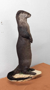 New Full Body Otter Taxidermy Mount