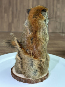 Beautiful Adorable Red Squirrel Small Animal Taxidermy Mount Art Wildlife 14S