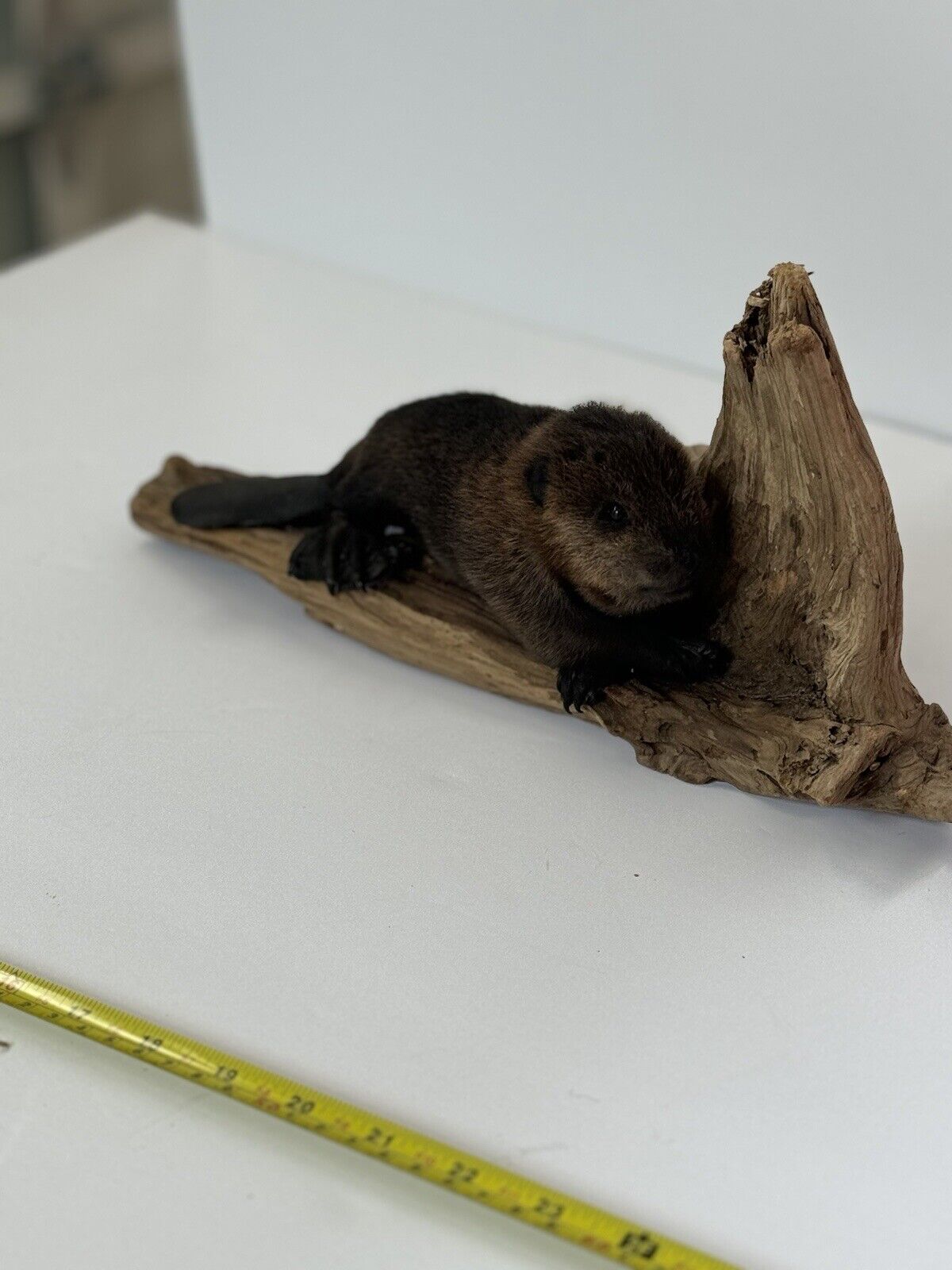 Beautiful Adorable Baby Beaver Kit Taxidermy Mount Art Wildlife #8