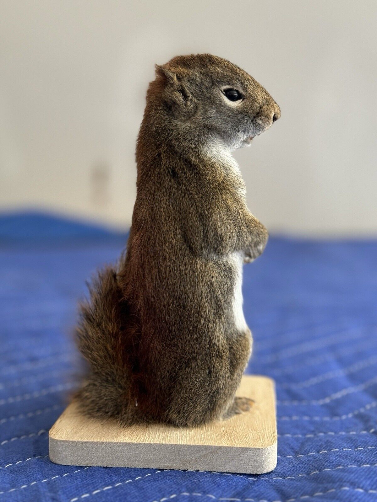 Beautiful Adorable Red Squirrel Small Animal Taxidermy Mount Art Wildlife 10S