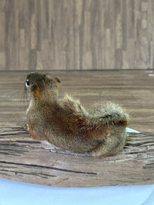 Beautiful Adorable Red Squirrel Small Animal Taxidermy Mount Art Wildlife 17S